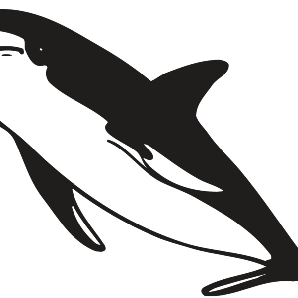 AR DOLPIN 13 RC Thumbnail